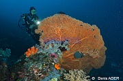 Annella mollis Gorgone geante ambiance catherine-Tomia table coral-28m-20180525-Denis-ADER-DSC_0581_tn